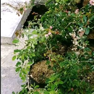 Asam Belanda / asem merah varigata / Bibit /bahan bongsai
