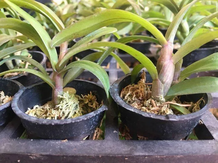 Phi%20%C4%91i%E1%BB%87p%20t%C3%ADm%20H%C3%92A%20B%C3%8CNH%20-%20Image%206