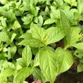 Cây hoa sói ướp trà thơm lừng, cây thuoc dược liệu, cây cảnh. 