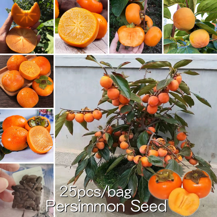 Persimmon Seeds For Sale