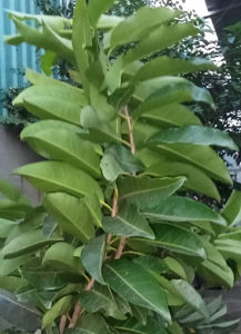 Lá vối tươi - trà lá vối giúp giảm cân giảm mỡ