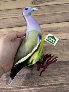 patung mainan manekin jontrot burung punai gading betina - alat pemikat