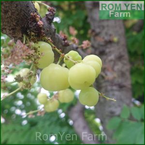 ต้นมะยม ในถุงเพาะ 5นิ้วหรือกระถาง มะยม  มะยมเปรี้ยว