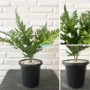 Pohon Artifiicial Daun Pakis Latex Mini Pot Yogaf Hitam & Coklat Dekorasi Meja Rumah Aesthetic