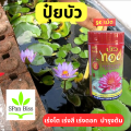 ปุ๋ยบัว 5 แผง อาหารบัว อาหารไม้น้ำ บัวทอง ตราบัวทอง เร่งราก เร่งต้น แตกหน่อ บำรุงต้น ใบบัว ช่องาม สารอาหารบัว สูตร 9-23-20. 