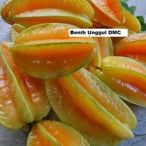 Bibit Belimbing Madu Jumbo Super Okulasi Cepat Berbuah