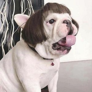 [Sabai_sabai]ผมปลอม วิกผมสังเคราะห์สําหรับสัตว์เลี้ยงสุนัขแมว สัตว์เลี้ยง แมว หมา pet wig COD