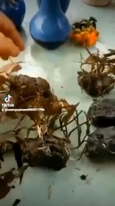 10 củ hoa súng ăn ngó