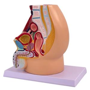 Male Pelvis Cavity Model Male Reproductive System Anatomy Model for Obstetric Training and Clinical Demonstration