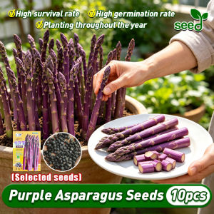 [Selected Seeds 10pcs] High Yield Purple Asparagus Seeds for Planting Vegetables Plants Fresh Asparagus Plant Seeds Home Potted Asparagus Live Plant Veggie Seeds F1 Sweet Asparagus Bonsai Vegetable Seeds for Gardening Asparagus Seedlings buto ng halaman
