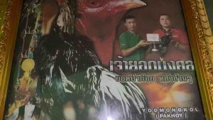 Paket Pro 14 Doping ATP-Lingsir Wengi Kapsul + Imuno Suplemen & Multivitamin Untuk Ayam Aduan Agar Memiliki Stamina Super Power