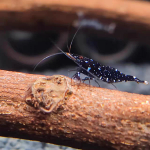 Kayu Tenggelam Pokok Longgan Akuarium/Processed Sinking Aquarium Longgan Wood  已处理沉底龙眼木水族造景