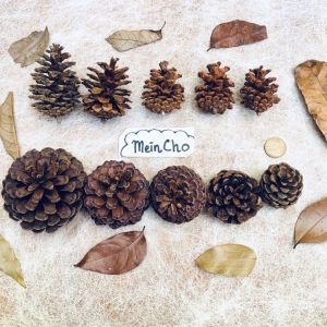 Bunga Pinus Kering Buah Pinus Bunga Pinus Buah CEMARA Dried Pine Cone Mini Besar Properti Foto Mahar Rustic Dekorasi Rustik MEINCHO