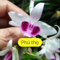 Hoa phong lan phi điệp ám phú thọ cây cực đẹp. 