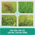 BS11 Quản Lí Lúa Lộn - Diệt Lúa Cỏ Lúa Ma Hai Tầng - Không Ảnh Hưởng Lúa Sạ - Bác Sĩ Cây Xanh.