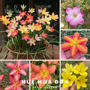 Combo 20 củ hoa huệ mưa mix màucủ tóc tiêntrồng thu hút tài lộc