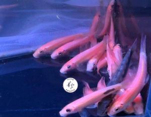 Algae Eater/ Freshwater/ Livefish/ 金才鼠