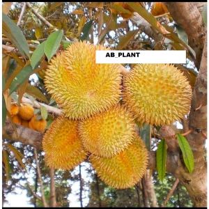 Bibit Durian Matahari Kaki 3 Super Okulasi JUMBO