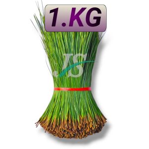 Daun Pinus Penes Segar 1.kgPetik Langsung Saat Ada Pesanan Masuk