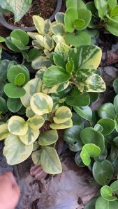 เปเปอร์หยก มี 3 แบบ เขียว/ด่างเหลือง/ลายหิน แบบกระถาง 6 นิ้ว #ไม้ฟอกอากาศในบ้าน