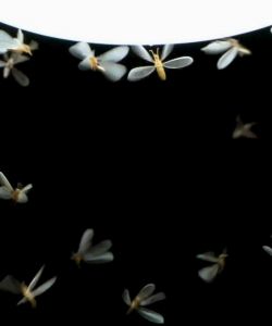 Baygon Multi Insect Killer Shield 700mL – Long-Lasting Protection vs Crawling Insects