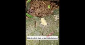 Powerful Ant Gel Killer Fast Acting Ant Gel Bait Guard Odorless Non-Toxic Ant Gel Kill for Kitchen Bathroom Yard Wall Cracks