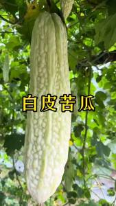 Changbai Bitter Melon early-maturing white bitter melon suitable for growing in spring and autumn in rural gardens and courtyards as a climbing vegetable