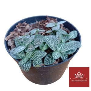 tanaman hias fittonia hijau daun mini