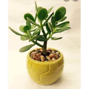 jade money garden decor