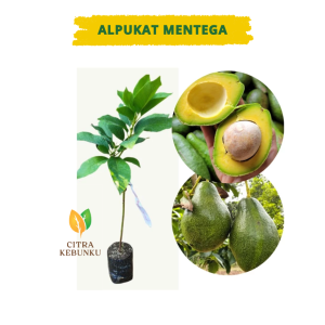 Bibit Alpukat Mentega Jumbo - Bibit Alpukat Mentega Super Hasil Okulasi