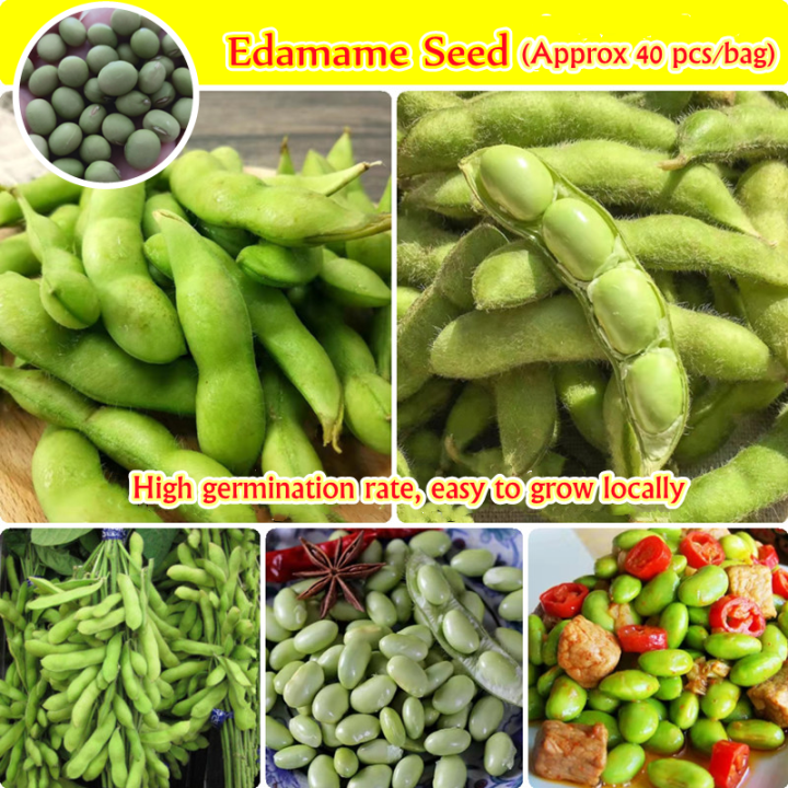 100 Original Japanese Edamame Bean Seeds (Approx 40 Seeds) Green