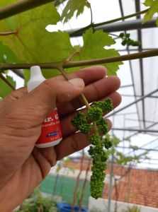 CPPU & MR.G UNTUK PEMBESARAN & MEMPERPANJANG DOMPOLAN BUAH ANGGUR MENCEGAH KERONTOKAN BUNGA & BUAH