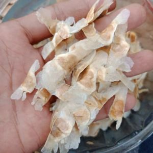 READY Biji Bunga Tabebuya 1kg Super Unggul BISA COD