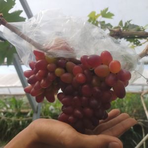 Bibit anggur import Taldun asli hasil grafting
