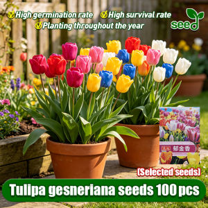 100% Legit Tulipa Gesneriana Seeds for Planting Flowers (Fast Growing 100PCS) Flower seeds for sale tulip bulbs four seasons flowering indoor and outdoor cold-resistant good hydroponic tulip flower seeds Air purification plant ornamental true plant seeds
