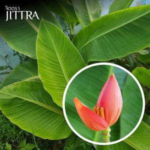 จิตตรา ต้นพันธุ์กล้วยบัวแคระสีส้มแสด 2 ต้น/เซท ไม้แปลกหายาก ปลูกง่าย ไม้มงคล ต้นเตี้ย พร้อมส่ง