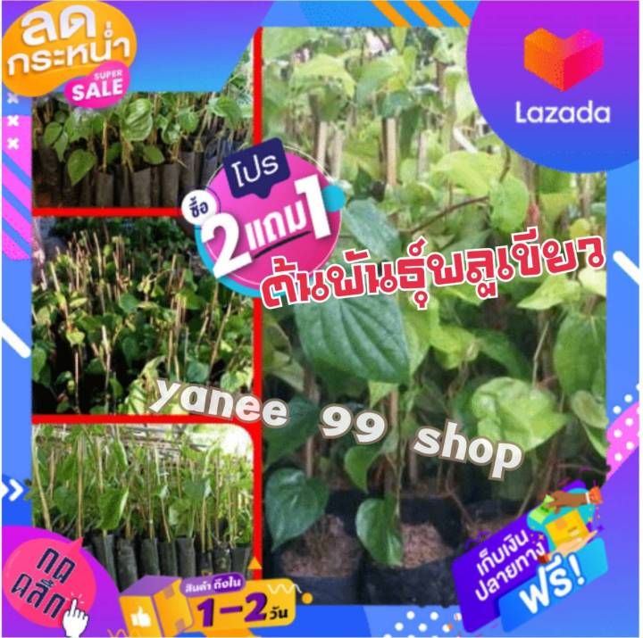 💥สินค้าติดอันดับ💥ต้นพันธุ์พลูเขียว/พลูใต้ (3ต้น/แพ็ค) #แบบชำกิ่ง อายุ 1 ...