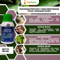 Obat Hama Tanaman Kakao / Obat Semprot Kakao / Obat Fungisida Tanaman Kakao / Obat Buah Kakao / Obat Hama Kakao / Pestisida Tanaman Pohon Kakao. 