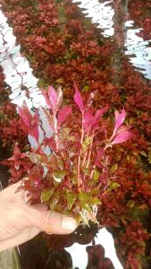 Alternanthera Reineckii Mini Tanaman Aquascape media Wabikusa