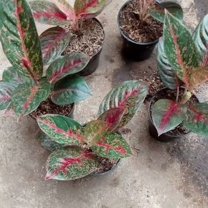 RedStardus: Penjualan Online & Informasi Produk