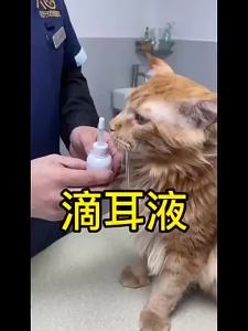 【Ship in 24H】Ear drops狗狗滴耳液猫咪洁耳液洗耳水宠物猫狗除耳螨药耳朵清洁宠物用品 HW1C