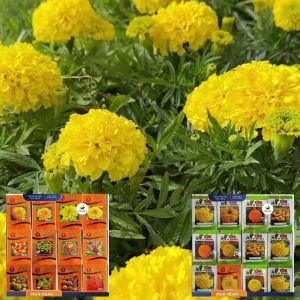(Gói 50 hạt) Hạt Giống Hoa Vạn Thọ Mỹ KING SUTU G9 -Pro - lùn lỡ - vàng chùa - cổ lùn- bông to chắc- cổ mập