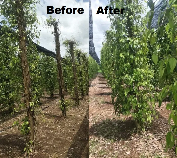 BF-01%20Liquid%20Organic%20Fertilizer%E2%80%93All-in-one%20Plant%20/%20Gardening%20Solution%20(A%20product%20of%20Beyond%20Fertilizers%E1%B5%80%E1%B4%B9)%20-%20Image%207