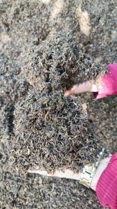 ดินหมักใบก้ามปู มูลไส้เดือน น้ำหมักปลา จุลินทรีย์ฯ