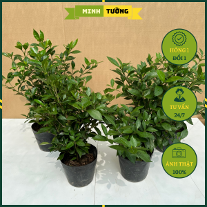 Cây Hoa Lài Tiểu Thư - Cây Cảnh Sân Vườn (Hoa Thơm)