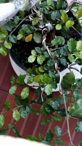 tang potong bonsai multifungsi
