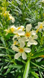 ยี่โถเหลือง กระถาง 11 นิ้ว ต้นสวยและแข็งแรง (กทม)