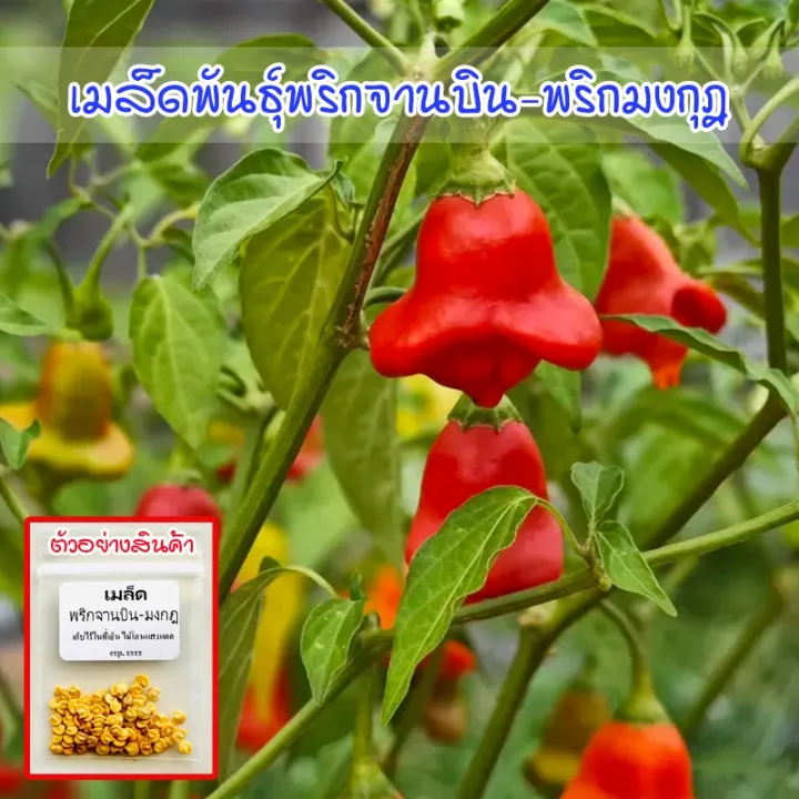เมล็ดพันธุ์พริกจานบิน-พริกมงกุฎ Bishop Crown