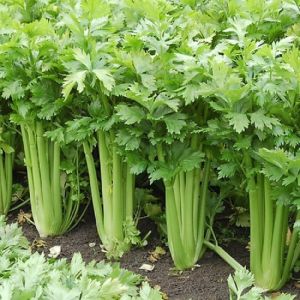 Ventura Celery Seeds - Biodynamically Grown and Organic- Non Hybrid & Non GMO