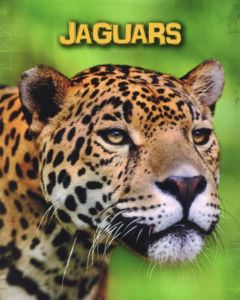 INFOSEARCH LIVING IN THE WILD : JAGUARS BY DKTODAY